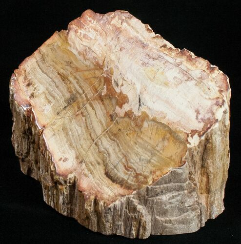 Free-Standing Polished Petrified Wood Limb - Madagascar #11680